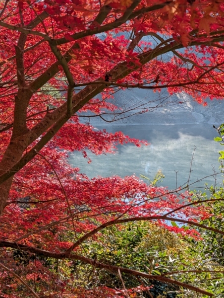 2025紅葉3